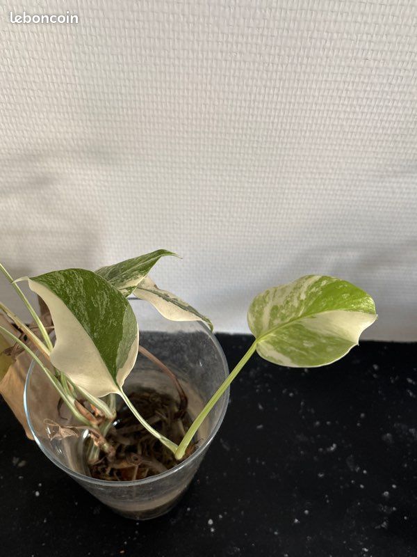 Monstera variegata.. Trois pieds (image 2)