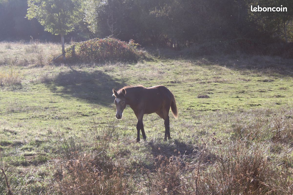 Connemara (image 3)