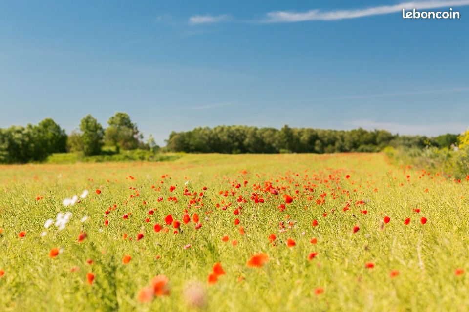Terrain 650 m² Gensac La Pallue · à Gensac-la-Pallue · 29 250 €