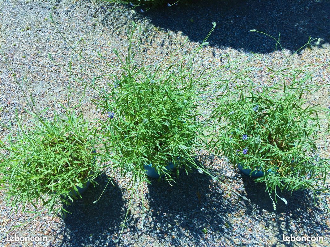 Jardin OU TERRASSE LOT 3 GROS PIEDS DE VRAIE LAVANDE BLEUE DE PROVENCE EN POT BLEUS DE 12 LITRES & A PRENDRE SUR PLACE (image 3)