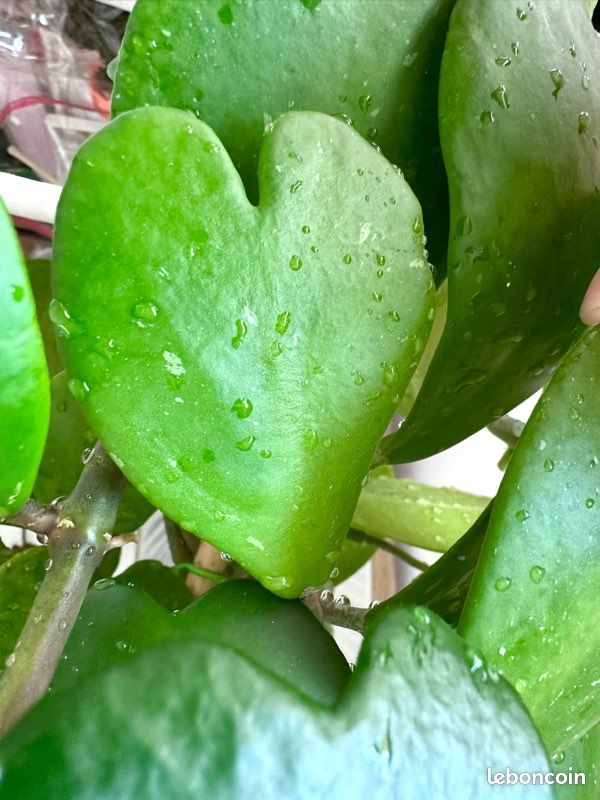 Plante cœur Hoya Kerri / Hoya kerrii (image 1)