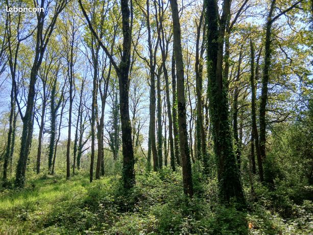Vente d'un bois et un terrain boisé