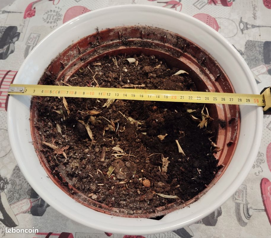 Grand cache pot et pot blanc (image 2)