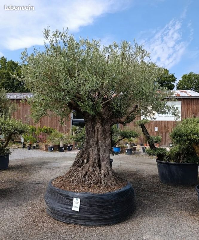 Olivier Bonsai (image 1)