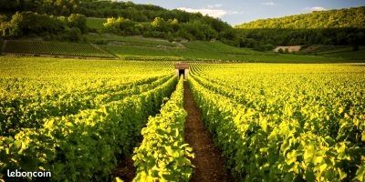 Parcelle de vigne · à Oeuilly · 22 000 €