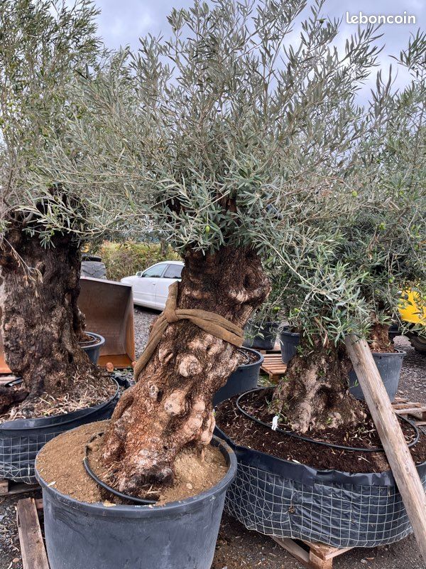 Oliviers Olea Europaea (image 7)