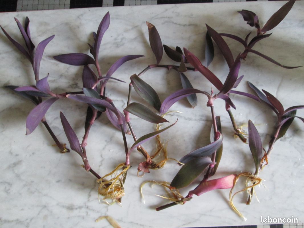 Boutures de misères prêtes à planter les 2 pour 1 euro (image 1)