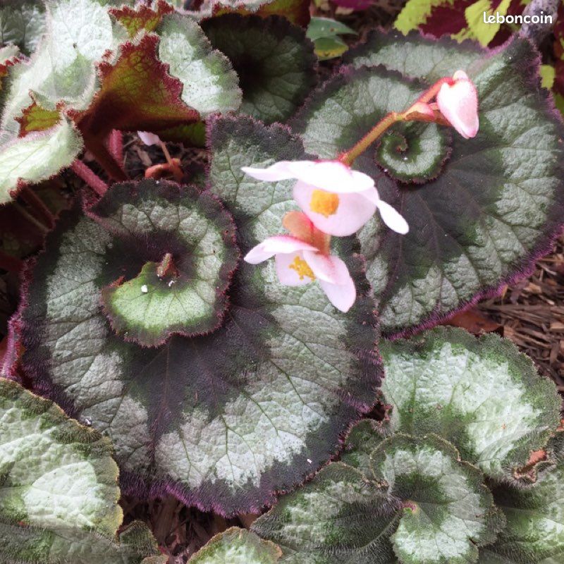 Diffenbachia, begonia escargot et oxalys (image 1)