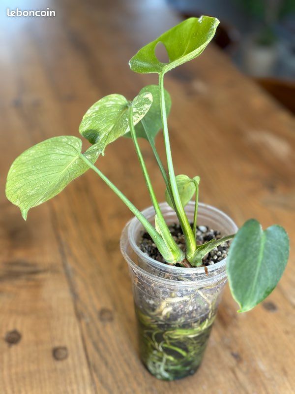 Monstera Siam mint (2 pieds) - Jardin & Plantes