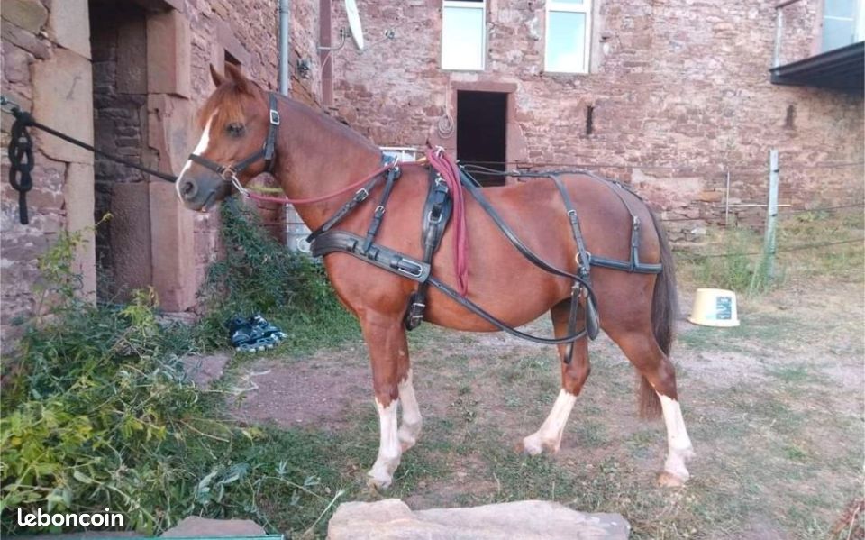 Harnais poney (image 1)