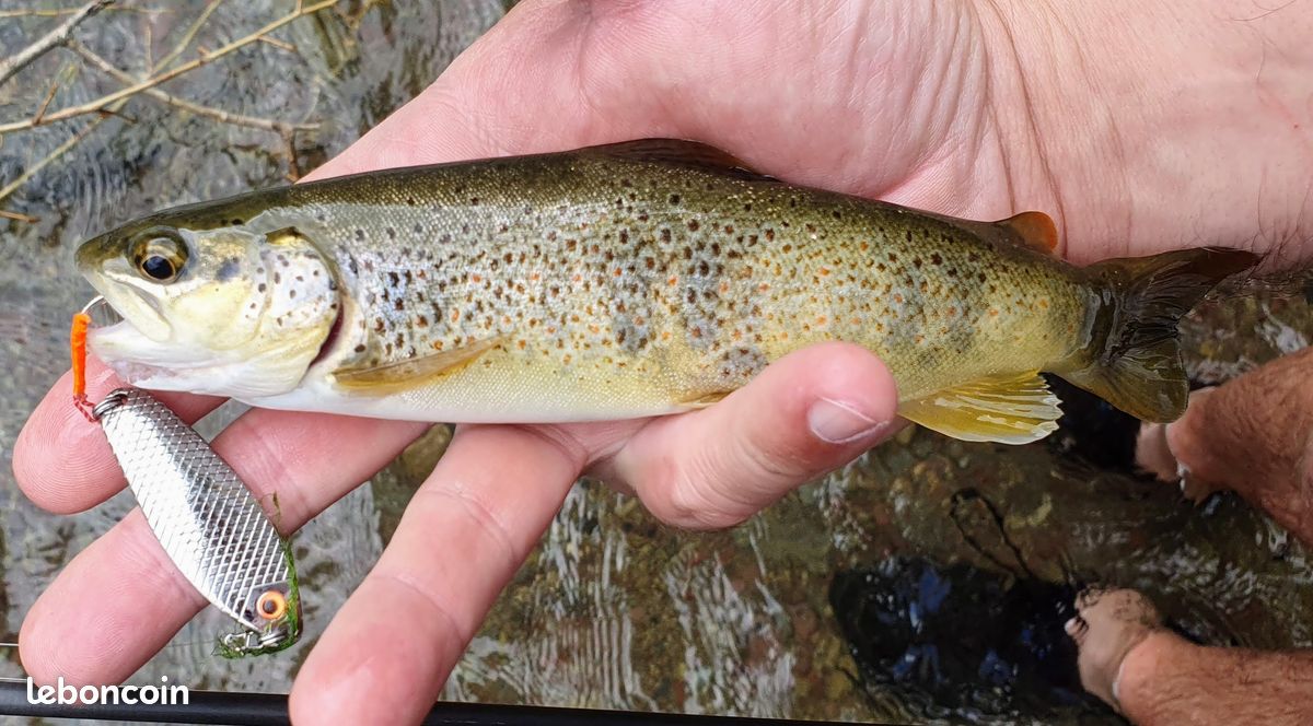 Lot 43 Leurres Cuillères Pour Truite/Perche - 2.3g à 5g, Avec Boîte De Rangement