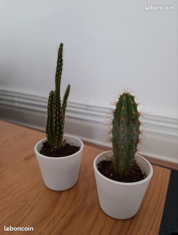 Cactus de dcoration d'intrieur - Jardin & Plantes
