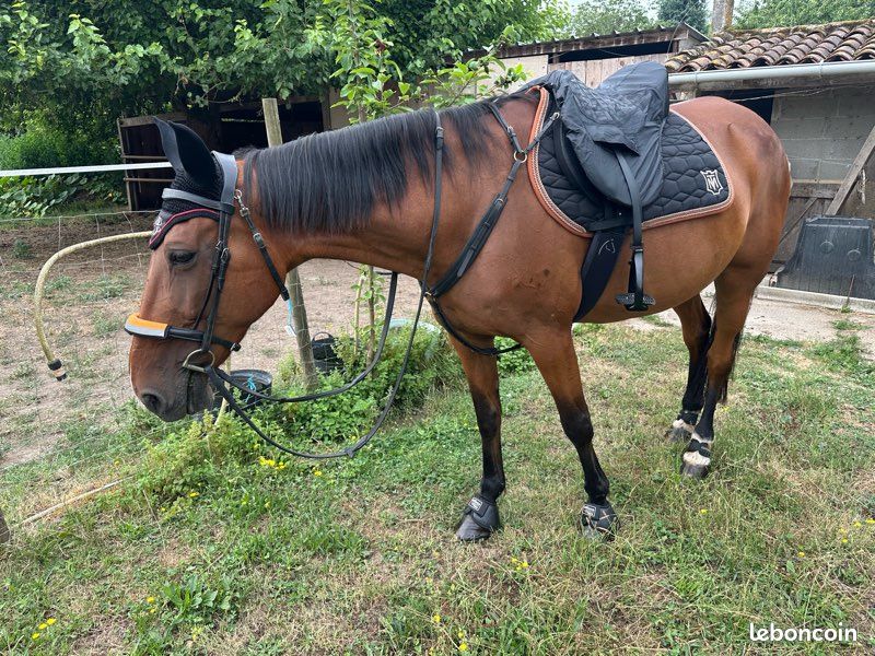 Filet dyon cheval (image 1)