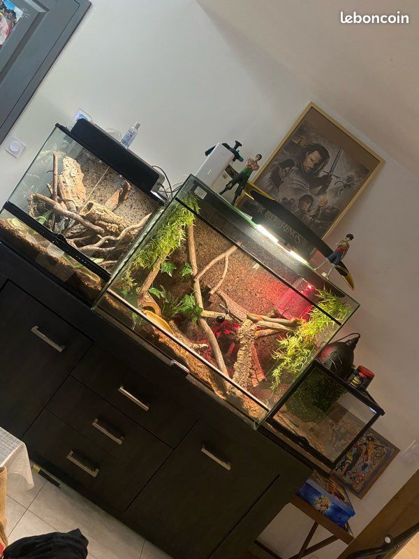 Terrarium (image 1)