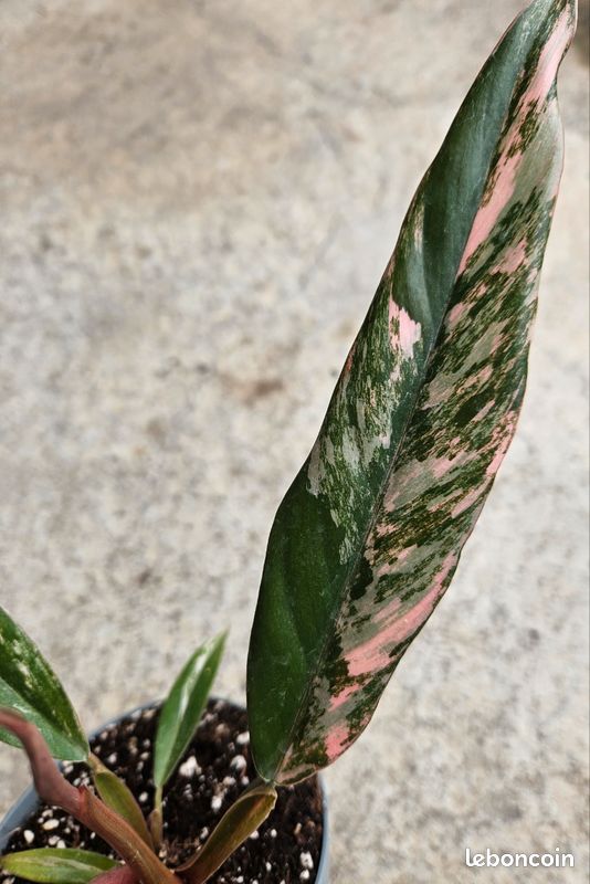 Philodendron caramel marble pink variegata - Jardin & Plantes