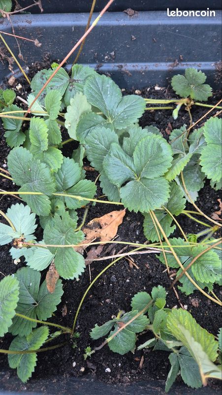 Plants de fraises remontantes (image 1)