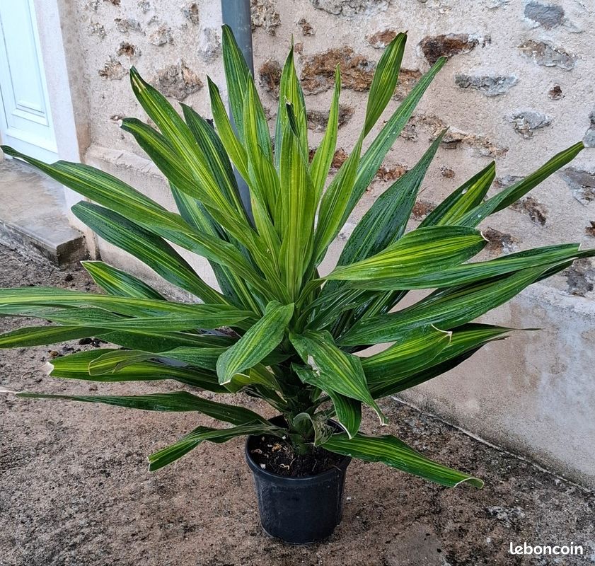 Dracaena fragrans 'charley' 100cm - Jardin & Plantes