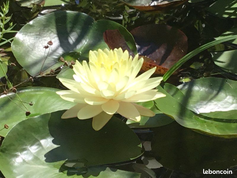 Plante de bassin ,nénuphar lemon meringue (image 9)