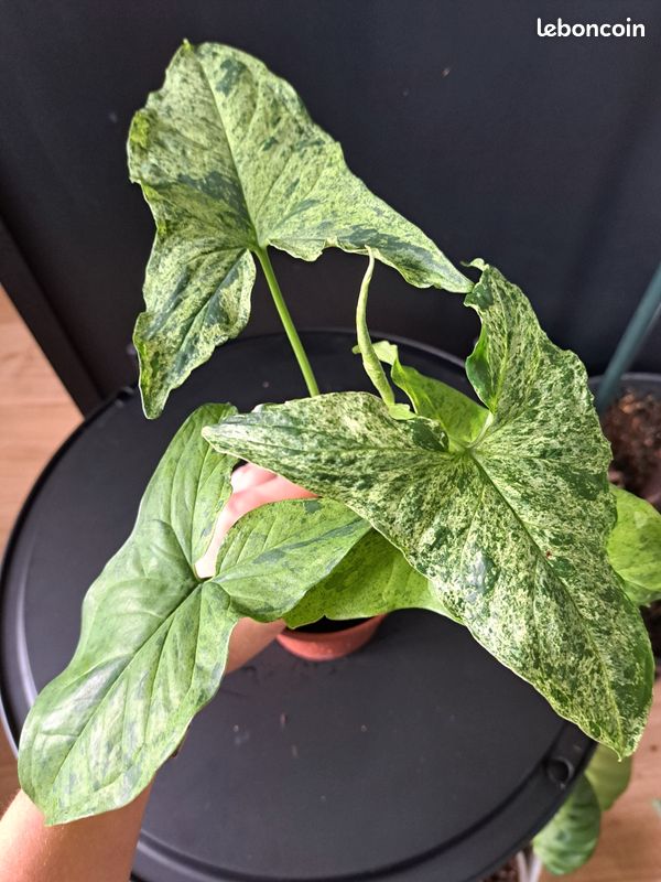 Syngonium mottled mojito #2 (image 1)