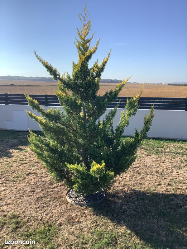Beau cyprès vert et jaune (image 1)