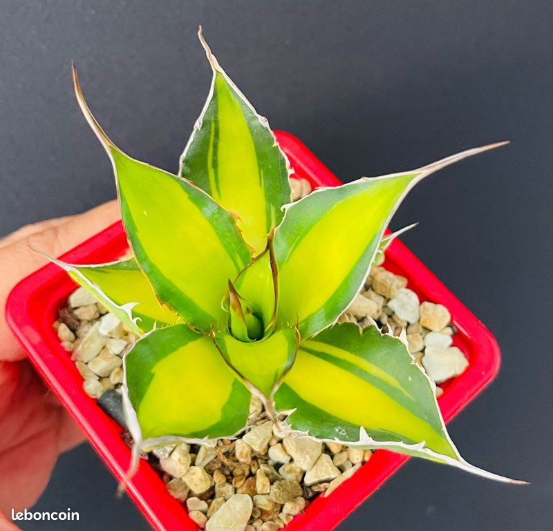 TRÈS RARE  Agave Horrida clone "Sumita" From Tanaka Japon (image 3)