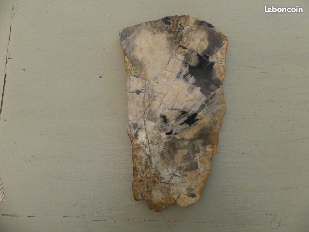 Bois fossilisé (image 1)
