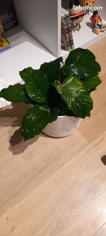 Anubia plante aquarium (image 2)