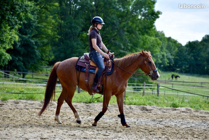 Selle Western Aledosaddlery – Cuir Naturel Sculpté, Roper Ranch, Taille 15/16 Pouces