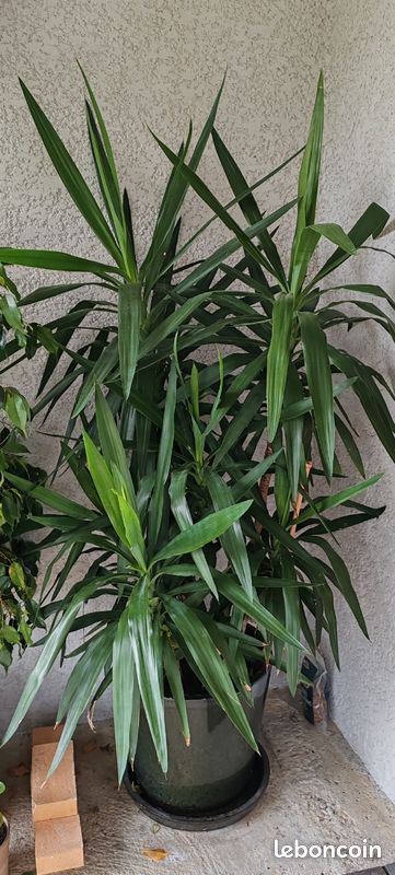 Superbe Yucca (image 2)