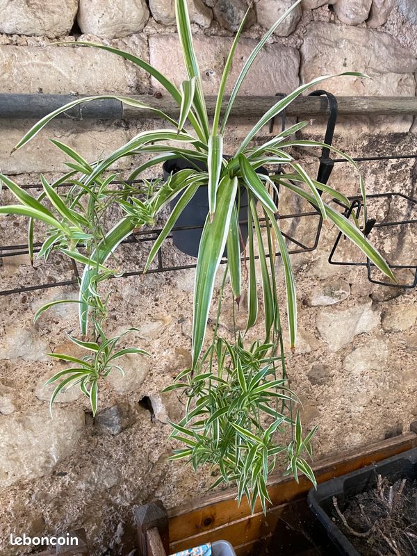Plante arraignée (image 2)