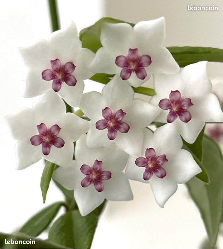 Hoya Bella (image 1)