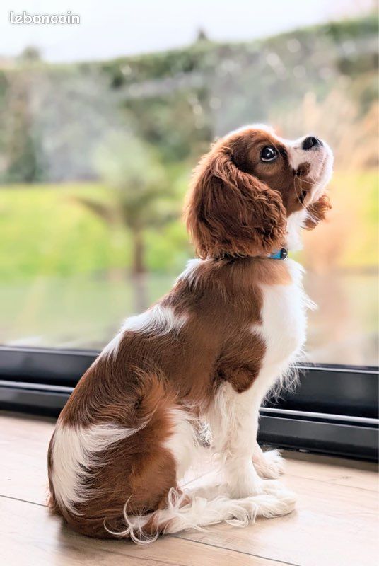 Mâle Cavalier King Charles pour saillie (image 1)