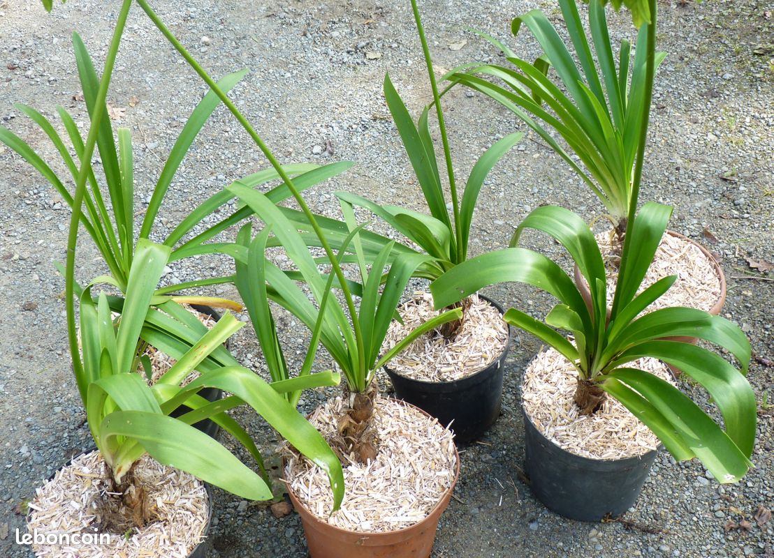 Plant agapanthe géante bleue/blanche– jardi44 (image 6)