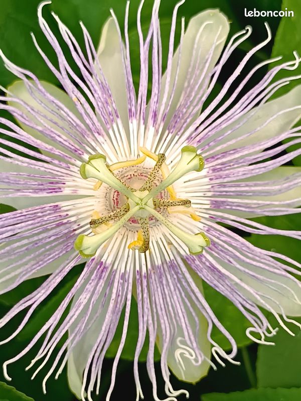 Passiflore (Passiflora Incarnata) Feuilles Et Tiges En Vrac - 85 G, Qualité Alimentaire, Pour Le Sommeil