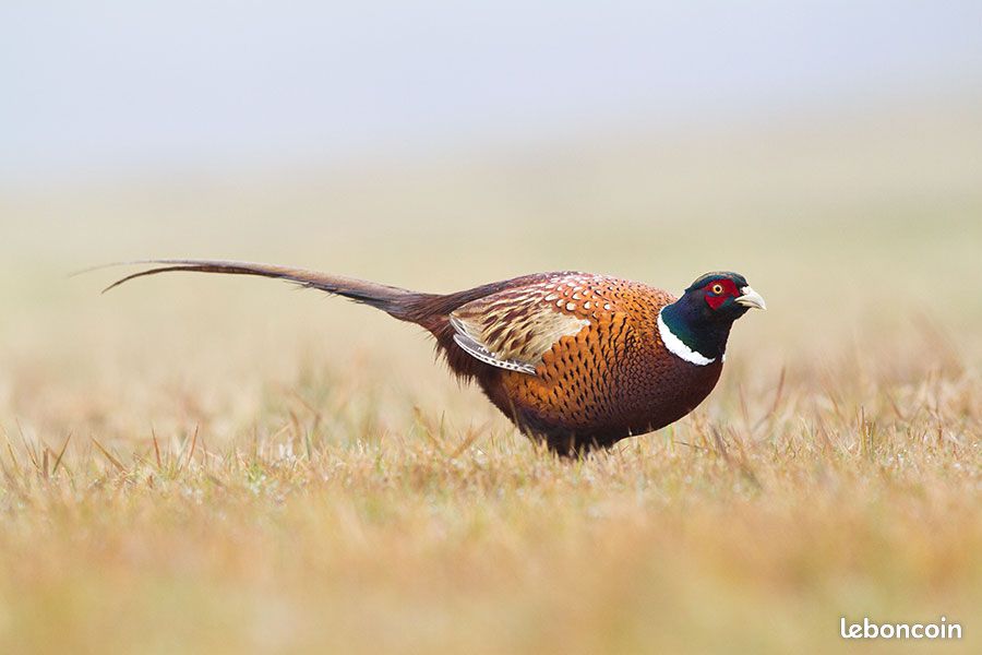Chasse devant soi en Sologne (image 4)