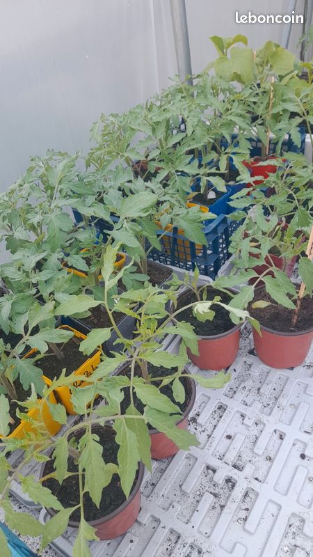 PIED DE TOMATES à 1 euros 🍅 (image 1)