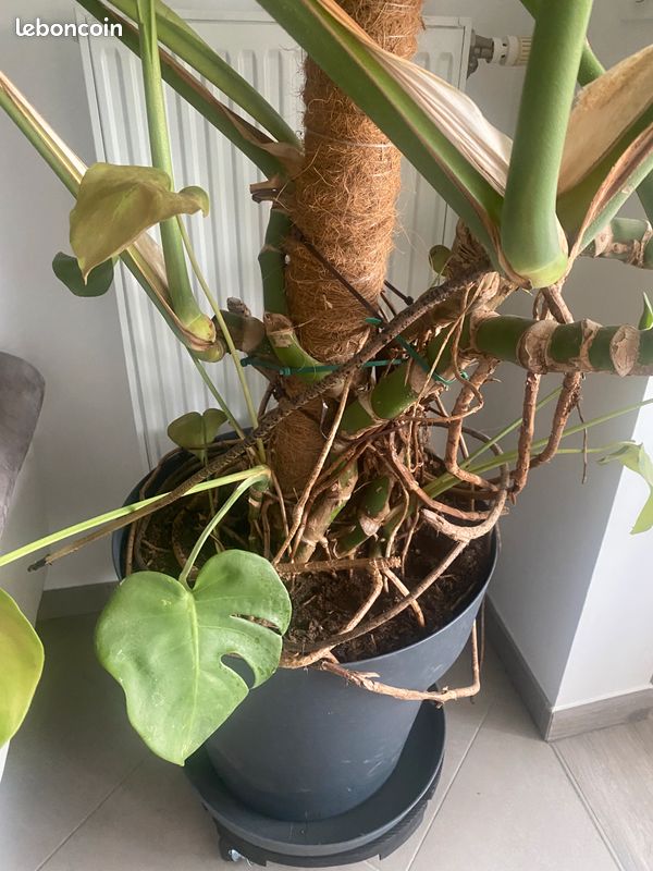 Plante Monstera Deliciosa XXL (image 3)