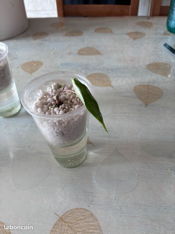 Bébé alocasia zébrina (image 5)