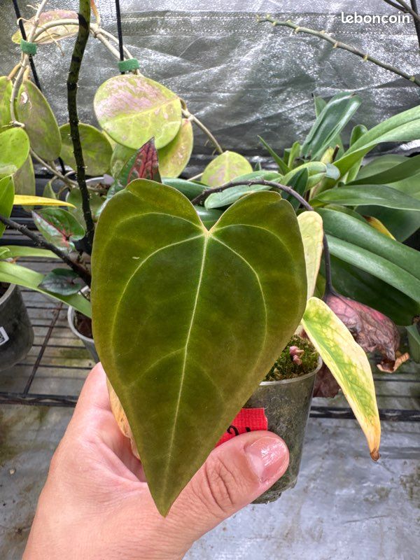 Seedling Anthurium papi x red crysta (image 1)