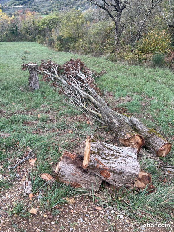 Bois de peuplier pour chauffage Bricolage — free download