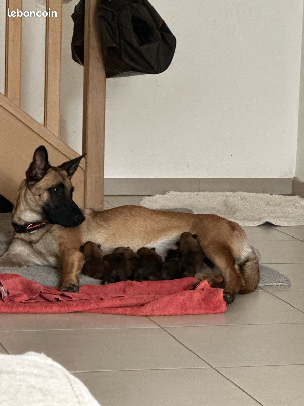 Chiot (image 2)