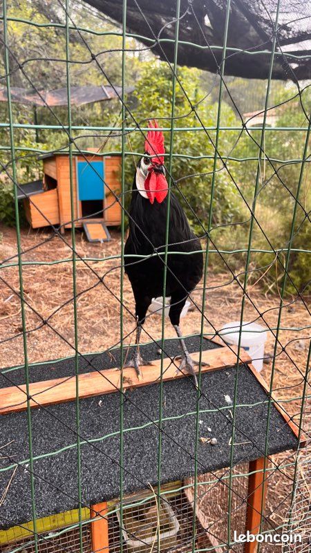 Coq (image 3)