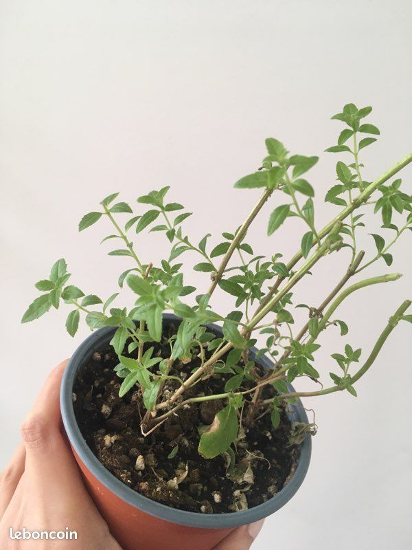 Verveine citronnelle - Plante (image 1)