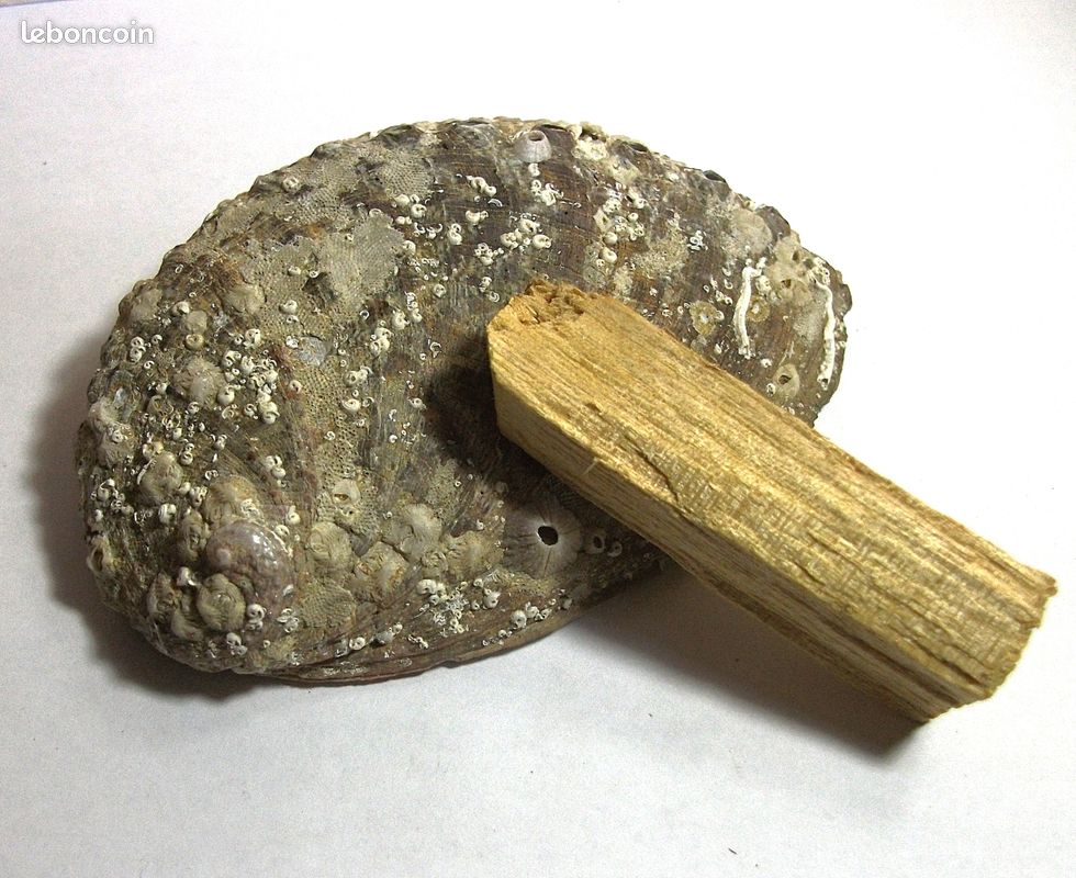 Pack Palo santo et Abalone (image 2)
