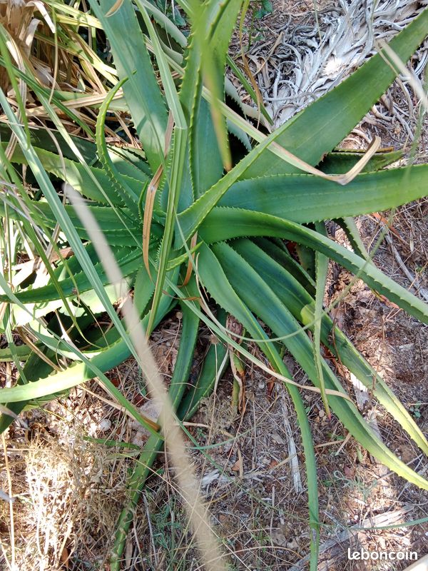 ALOE arborescente (image 2)