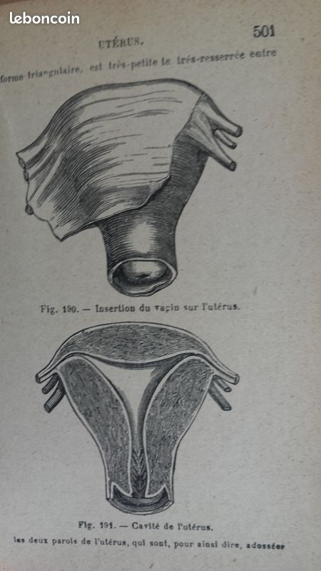 Livre ancien (1939) -Nouvel Abrégé d'Anatomie Descriptive (orné de 205 figures) (image 7)