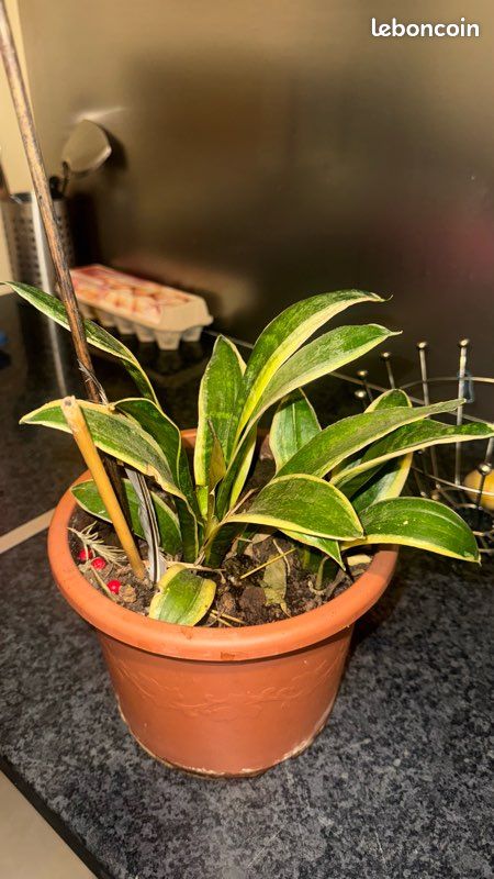 Plante (image 1)