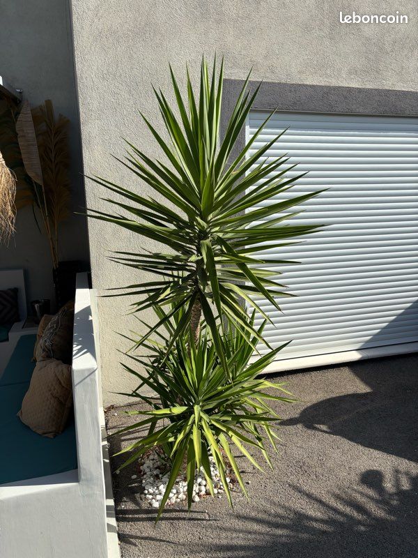 Yucca Plus Yucca - Jardin & Plantes