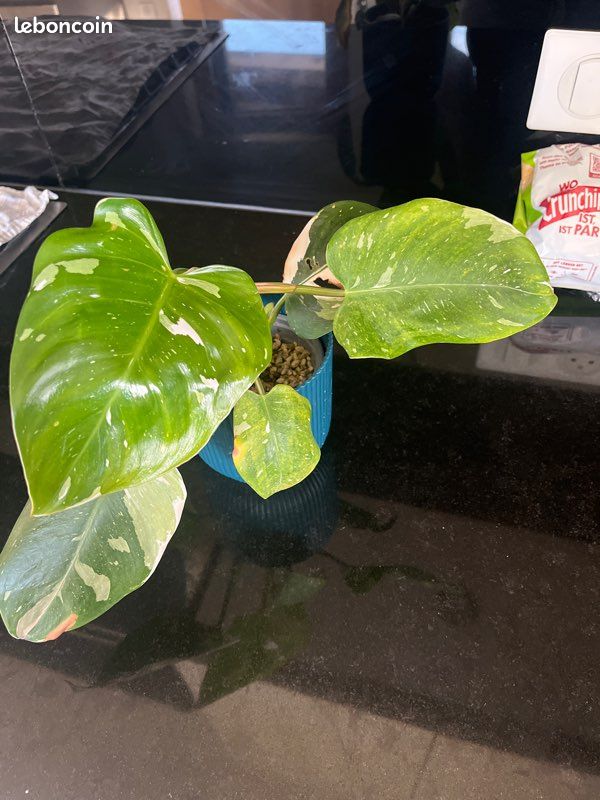Bouture philodendron white - Jardin & Plantes