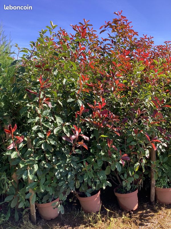 DESTOCKAGE -10% PHOTINIAS -1.30m/1.50m - 10% arbustes -haie (image 1)